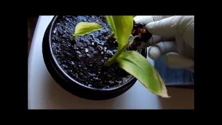 How to grow Curcuma Longa Plants from their rhizomes 2 Days 65128 [upl. by Oinesra900]