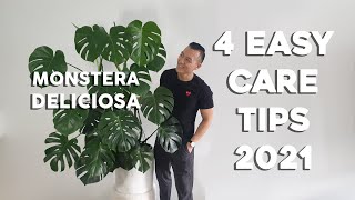 4 Easy Care Tips for Monstera Deliciosa  For the busy or lazy plant parent seasoned refresher [upl. by Aracaj]