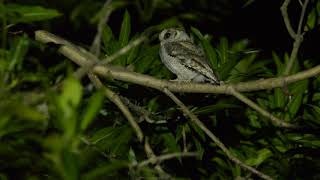 collared scops owl calling [upl. by Frazier]