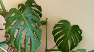 Repotting a 32 Year Old Monster  Monstera deliciosa cheese plant [upl. by Saberhagen]