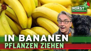 Stecke Ableger in eine Banane und es passiert Erstaunliches I Horst sein Schrebergarten [upl. by Erlina]