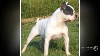 Olde Boston Bulldogge Dog breed [upl. by Annor526]