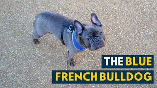 Blue French Bulldog Everything You Need to Know About the Adorable Frenchie [upl. by Giacopo894]