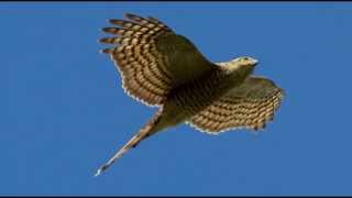 Sparrowhawk Bird Call Bird Song [upl. by Llerahs792]