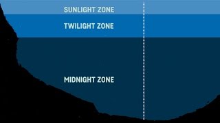 Best Basketball Baseline Inbound Plays vs Zone [upl. by Eizeerb]