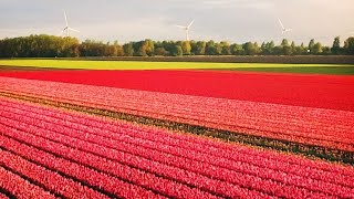 Visitare lOlanda a marzo e aprile per assistere allo spettacolo dei tulipani in fiore [upl. by Blunk139]