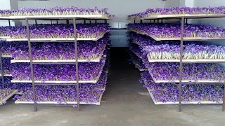 How to Farming Saffron Saffron agriculture processVertical Saffron production [upl. by Roath]