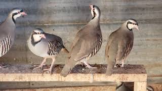 Chukars  Partridge [upl. by Orin]