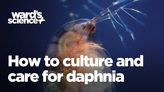 Caring and Culturing for Daphnia [upl. by Kenney]