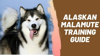 Alaskan Malamute Training Guide [upl. by Lehsreh720]