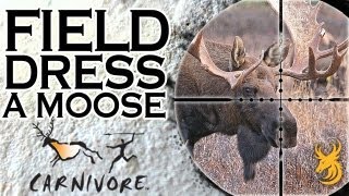 Carnivore How to field dress a moose [upl. by Ines]