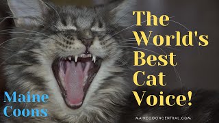 What Does A Maine Coon Sound Like [upl. by Loyce]