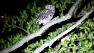 Western Screech Owl [upl. by Adniled]