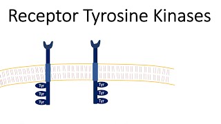 Receptor Tyrosine Kinases  RTK [upl. by Hnilym]