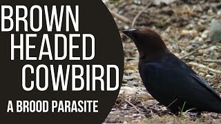 Brown Headed Cowbirds  A Brood Parasite [upl. by Ignatius]