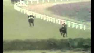 Red Rum Winning The 1973 Grand National [upl. by Ellienad]