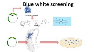 blue white screening [upl. by Nandor164]