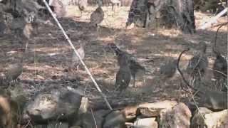 Pheasant amp Chukar Release [upl. by Nyberg701]