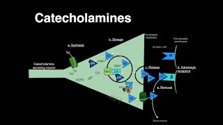 Catecholamines Norepinephrine Epinephrine [upl. by Rudich]