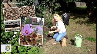 How to plant Crocus sativus corms for Saffron  FarmerGracycouk [upl. by Reidid346]