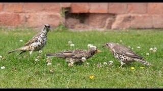 Mistle Thrush Bird Call Bird Song [upl. by Ridinger]