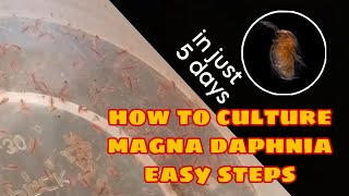 How to Culture Magna Daphnia Easily [upl. by Odel989]