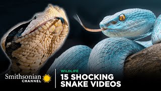 15 Shocking Snake Videos 🐍 Smithsonian Channel [upl. by Akselaw127]