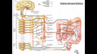 SISTEMA NERVIOSO ENTERICO sistemanerviosoenterico intestinosegundocerebro histologiaintestino [upl. by Preciosa]