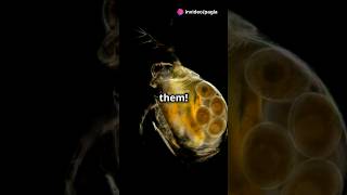 How to culture Daphnia for your Aquarium [upl. by Basilius]