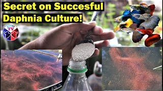 How to Culture Daphnia Successfully [upl. by Ethbun647]