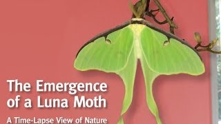 A Luna Moth Emerges From Her Cocoon [upl. by Inalel656]