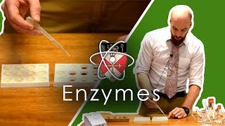 Enzymes  GCSE Science Required Practical [upl. by Ahsiret591]