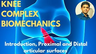 Knee Complex Biomechanics  IntroductionProximal amp Distal articular surfaces [upl. by Angadreme]