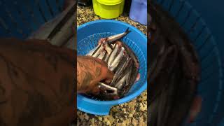 Boquerones Fritos 🤤 ¡REBOZADOS Y CRUJIENTES [upl. by Asta64]