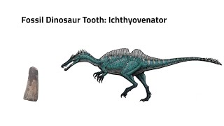 Fossil Dinosaur Tooth  Ichthyovenator [upl. by Melvina]