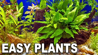 My Top 10 Easy Beginner Aquarium Plants [upl. by Lananna772]