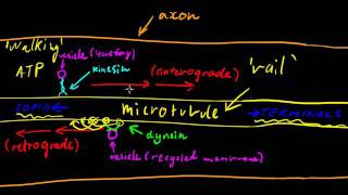 Part 3  Axonal Transport [upl. by Ahsyak340]