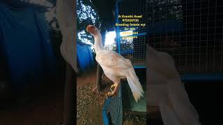 parrot beak long tail Aseel female top qualityHosur [upl. by Ahselrac]