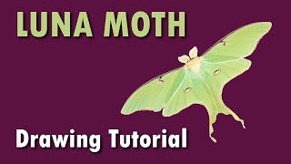 Lets Sketch a Luna Moth [upl. by Aner]