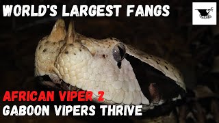 Worlds Largest Fangs  Gaboon Vipers THRIVE Captive Care [upl. by Allwein632]