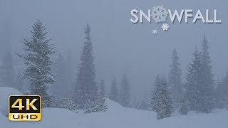 4K Snowfall  Peaceful Snowing  Snow Falling  Relaxing Winter Video  Ultra HD  2160p [upl. by Sibylle941]