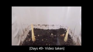 How to grow Curcuma Longa plants from their rhizomes 1 Days 062 [upl. by Eilesor]