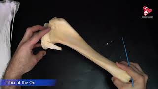 Comparative anatomy of the tibia [upl. by Annayt338]