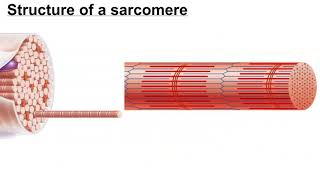 Science of Muscle Hypertrophy [upl. by Inram782]