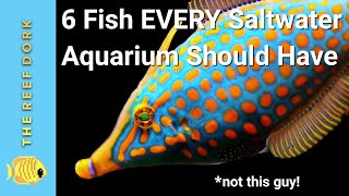 6 Easy Fish EVERY Marine Tank Should Have [upl. by Gerstein]