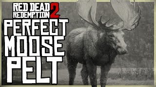 HOW TO GET A PERFECT MOOSE PELT  RED DEAD REDEMPTION 2 PRISTINE MOOSE HUNT [upl. by Anawit]