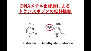 6 DNAメチル化修飾によるトランスポゾンの転移抑制 [upl. by Amarette]