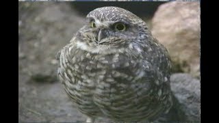 Losing Ground The California Burrowing Owl Story [upl. by Medarda]