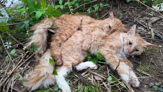 Touching Story About A Family Of Cats Hugging Each Other To Their Last Breath In The Harsh Cold [upl. by Etnaid]