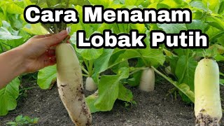 Cara Menanam Lobak Putih [upl. by Illene36]